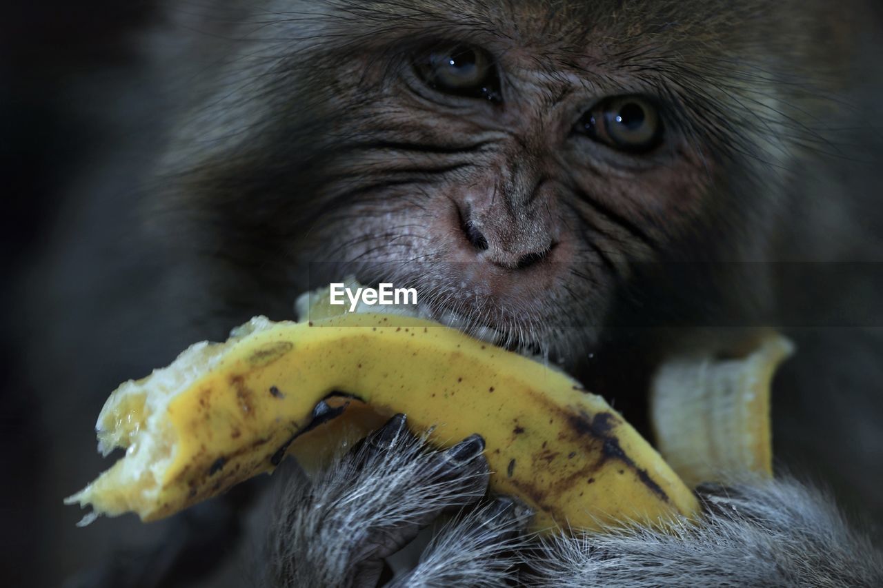 Monkey eating banana