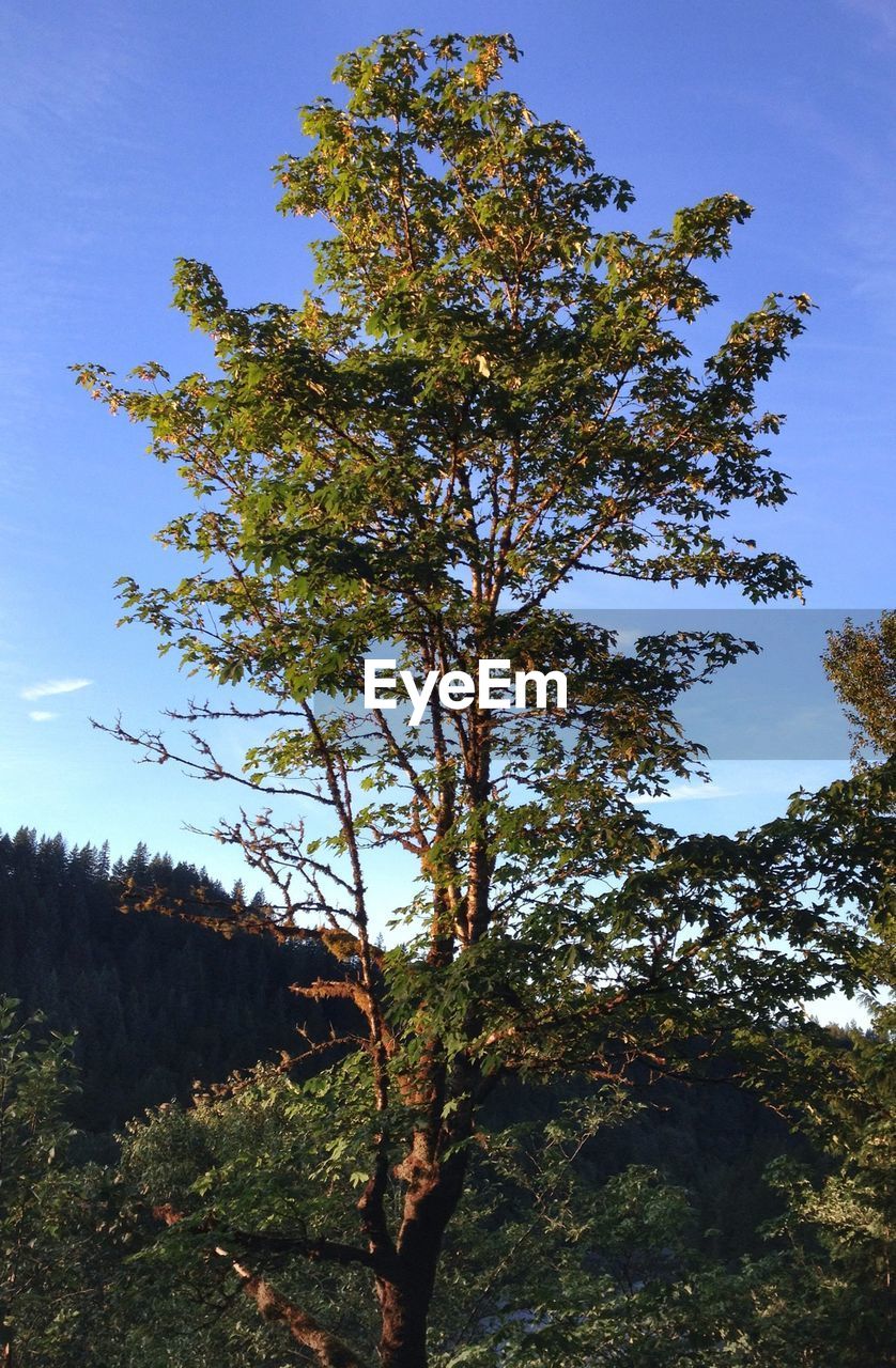 LOW ANGLE VIEW OF TREES AGAINST SKY