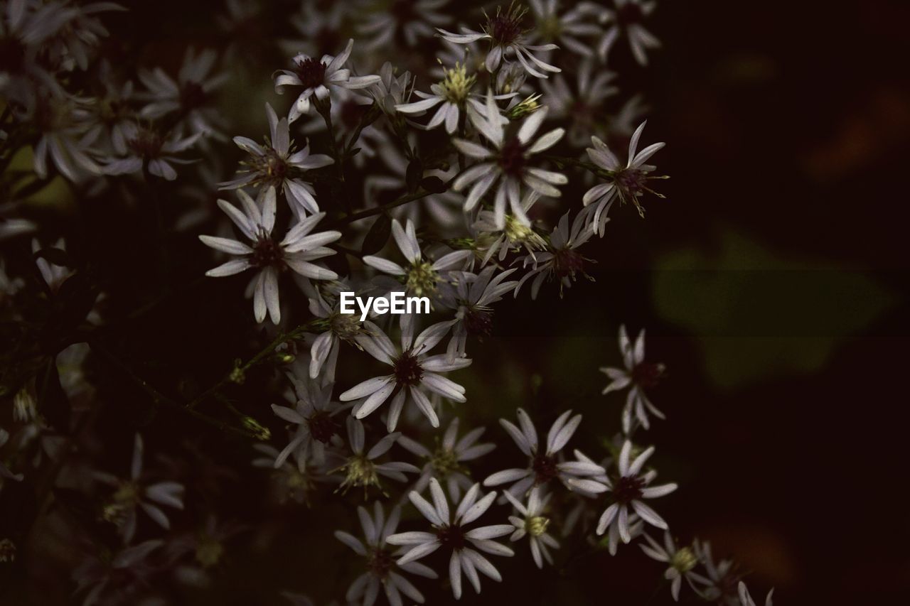 CLOSE-UP OF WHITE FLOWERS