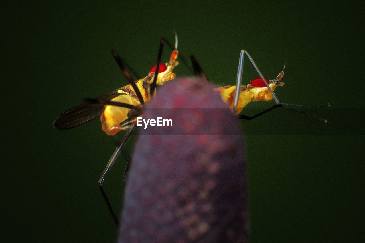 Detail shot of insect on plant against blurred background