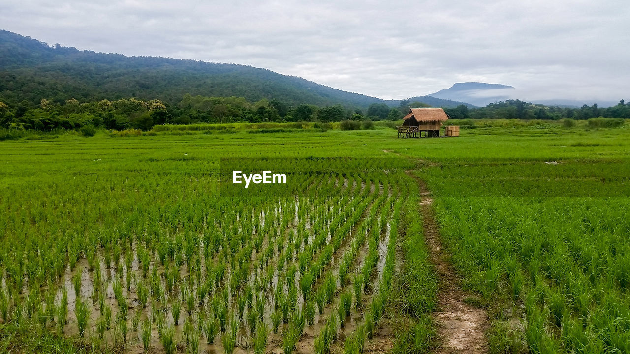 SCENIC VIEW OF AGRICULTURAL FIELD