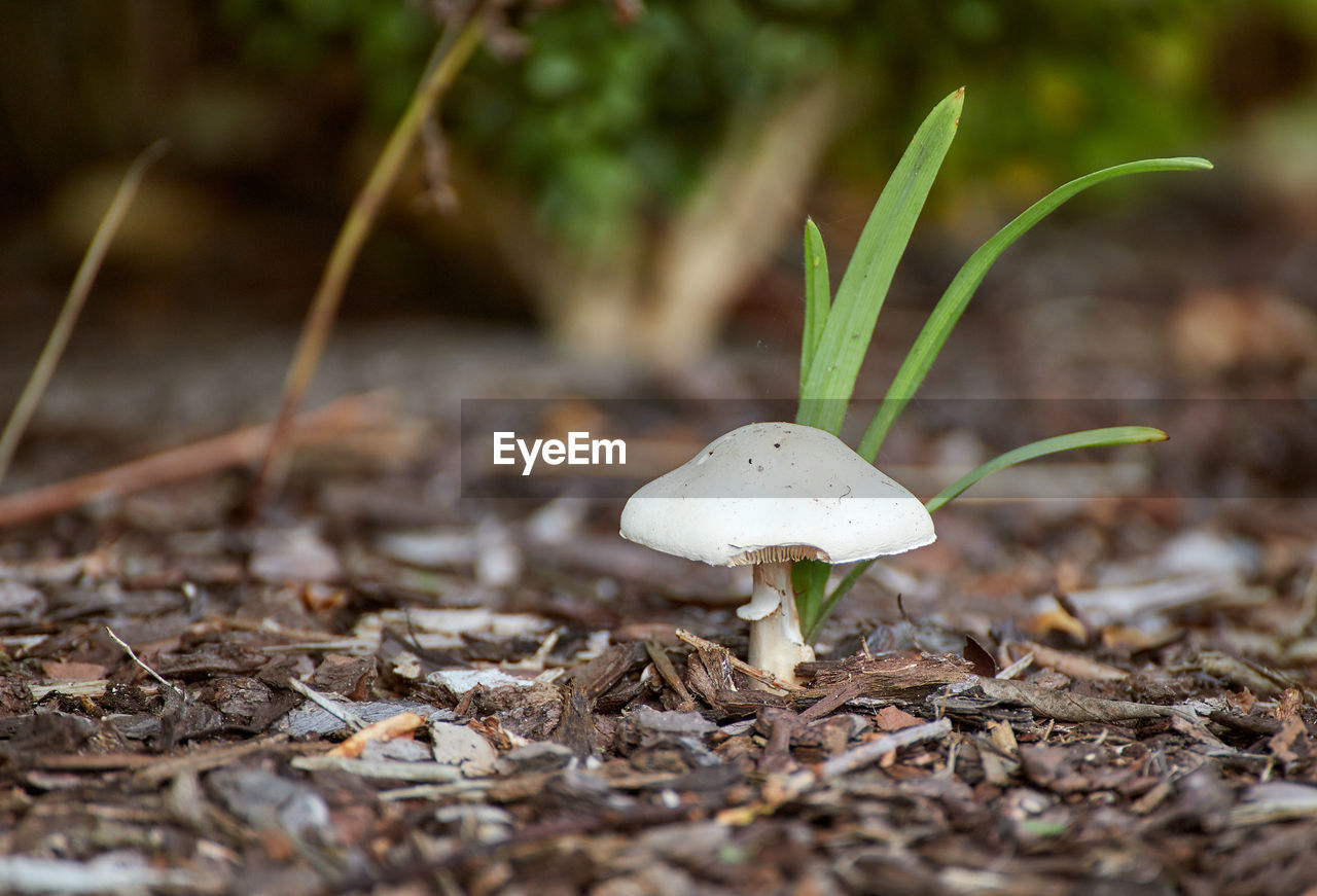 CLOSE-UP OF MUSHROOMS GROWING ON LAND