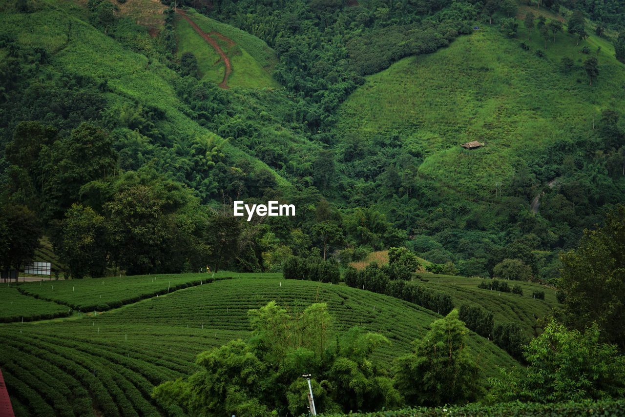 Scenic view of agricultural field