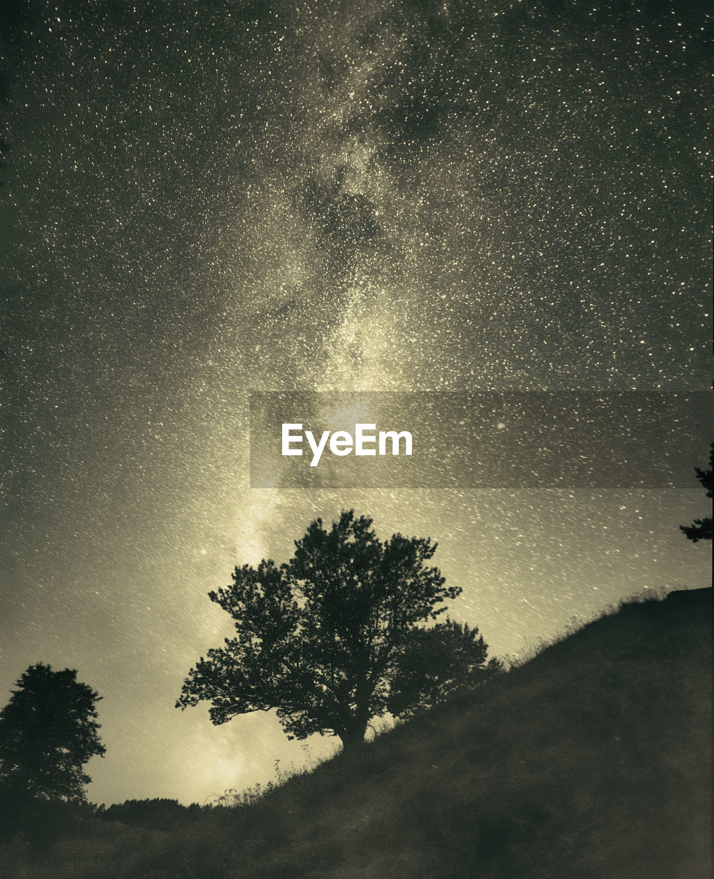 tree, sky, star, plant, astronomy, darkness, space, beauty in nature, scenics - nature, night, tranquility, nature, tranquil scene, astronomical object, star field, low angle view, silhouette, no people, galaxy, growth, idyllic, land, moonlight, landscape, non-urban scene, outdoors, space and astronomy, environment, science, cloud, light