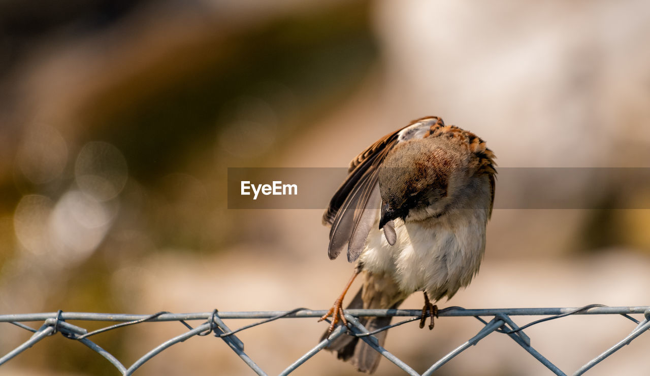 CLOSE-UP OF SPARROW PERCHING ON FENCE