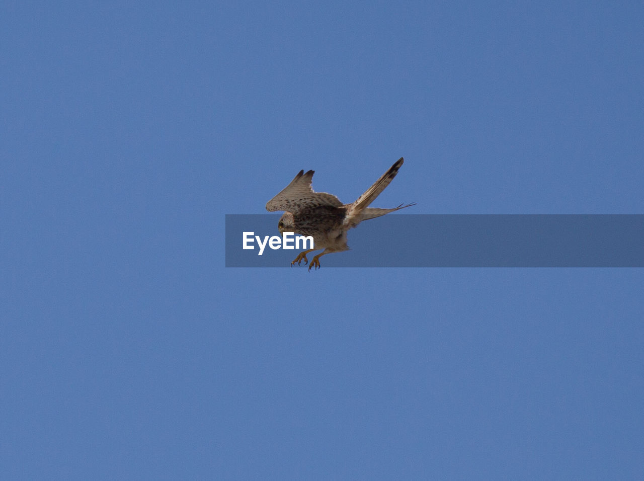 Low angle view of kestrel flying against clear blue sky