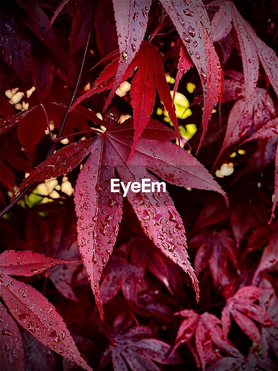 CLOSE-UP OF RED MAPLE LEAVES ON AUTUMNAL