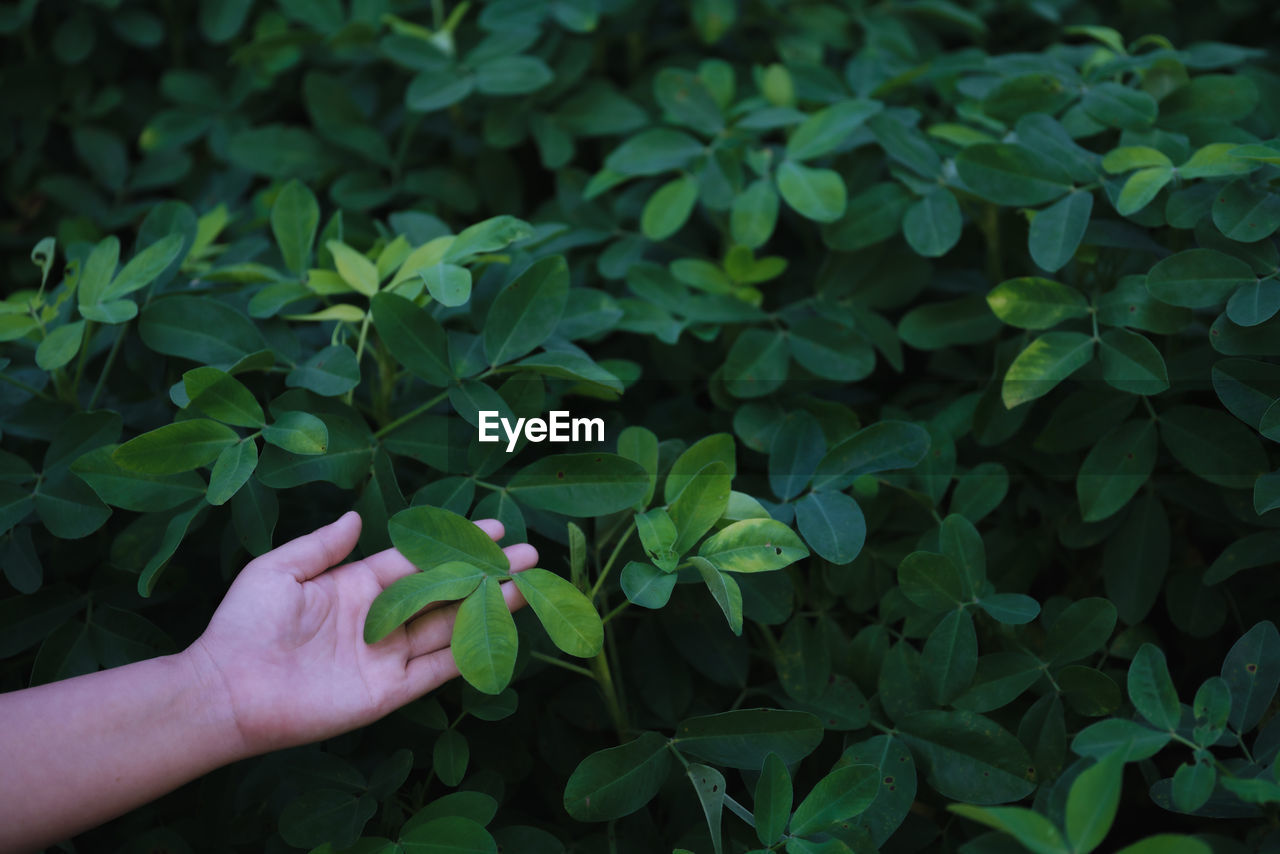 PERSON TOUCHING LEAVES