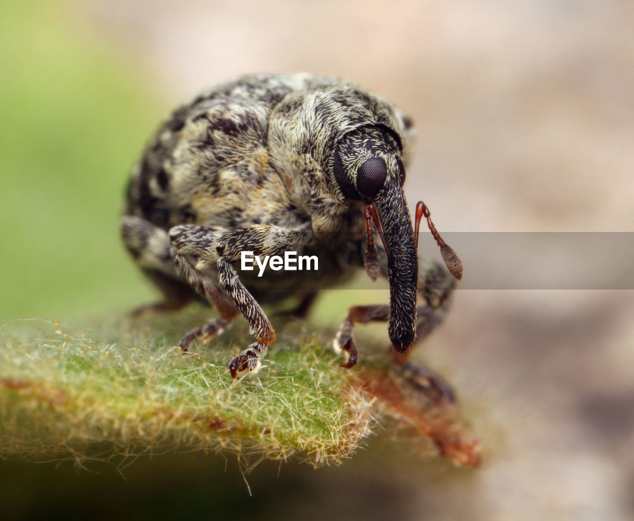 Close-up of insect on leaf