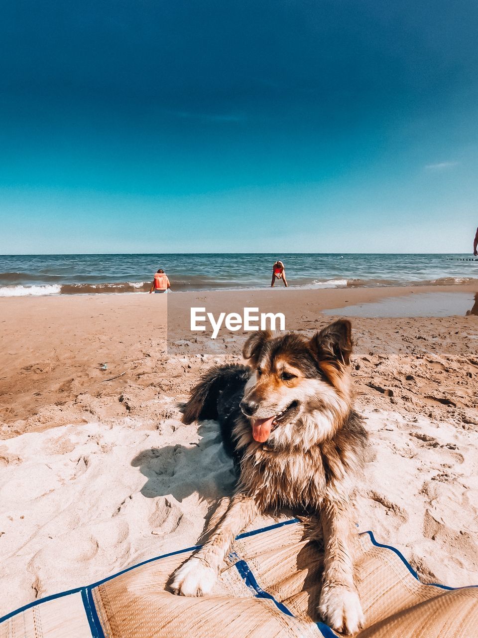 Dog on beach