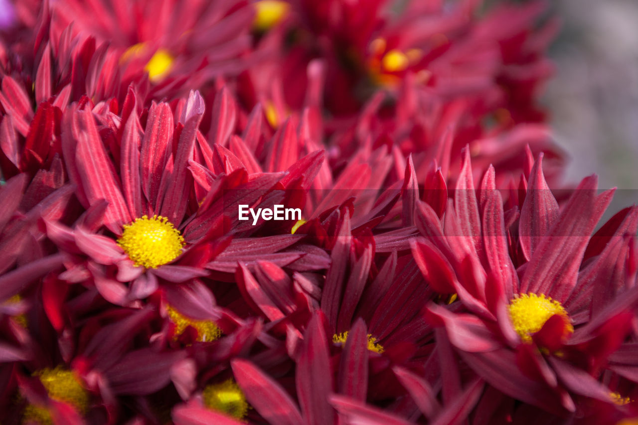 CLOSE-UP OF RED FLOWERS BLOOMING