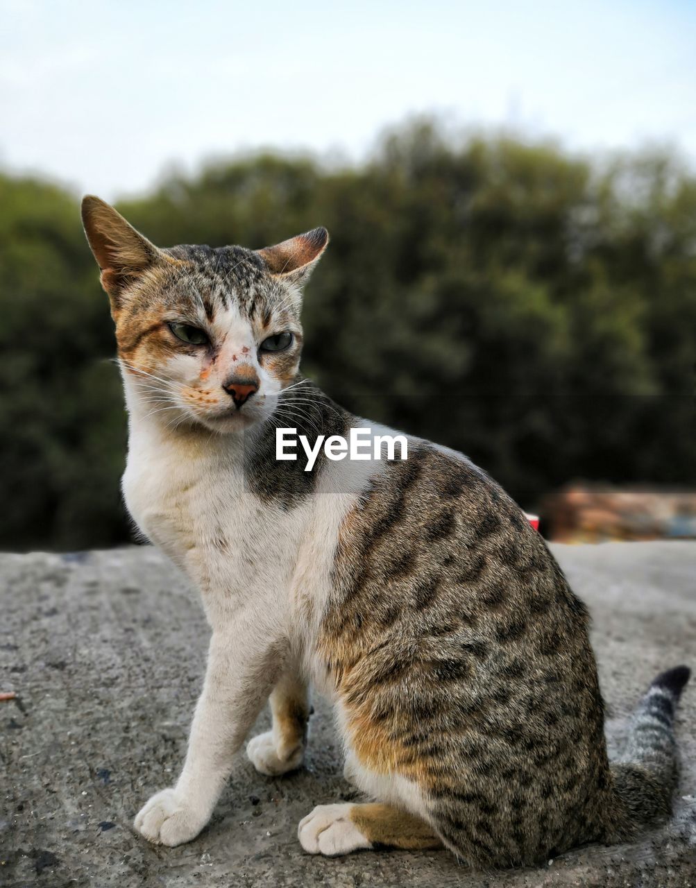 CAT SITTING ON LOOKING AWAY OUTDOORS