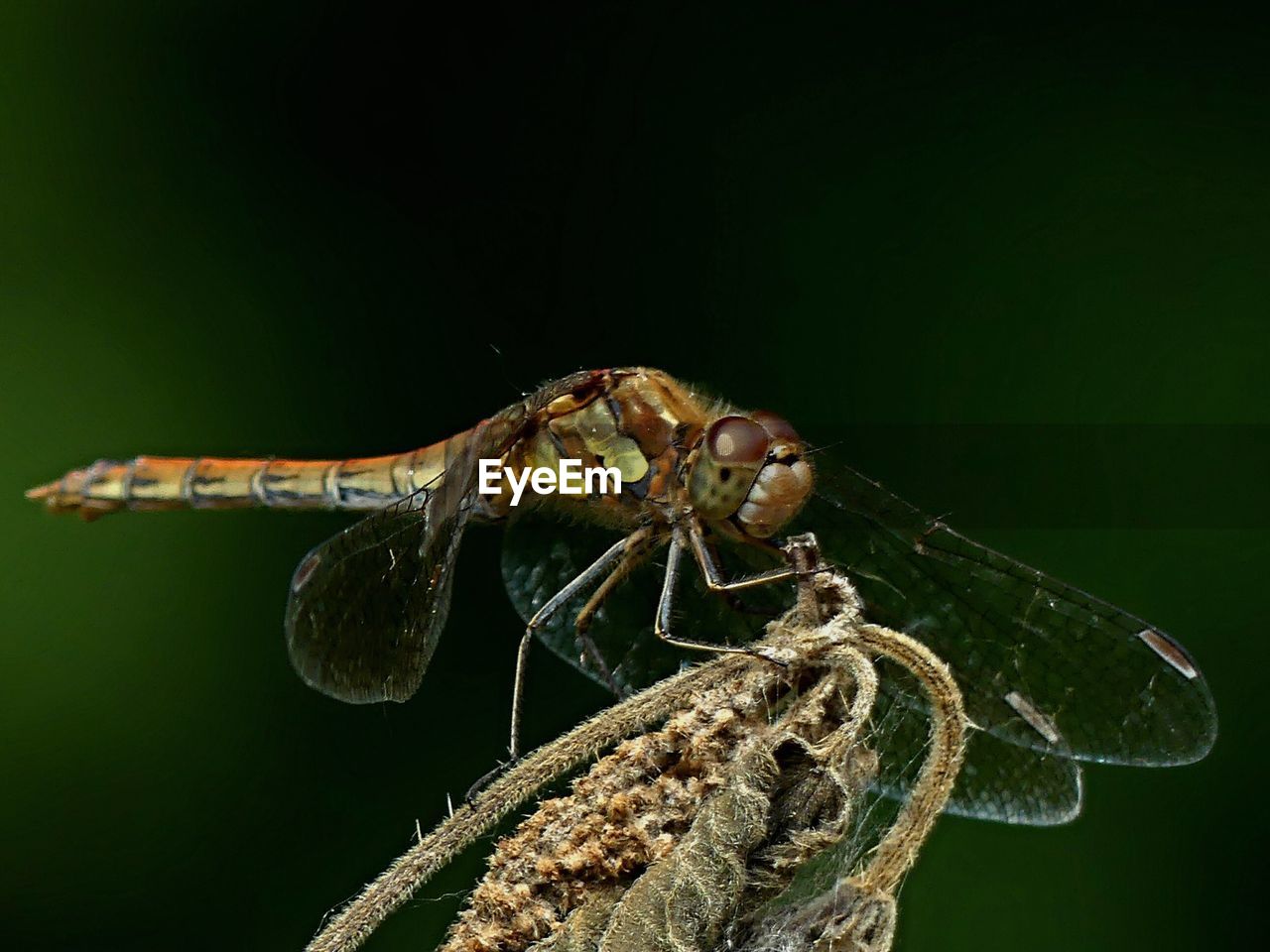 Close-up of dragonfly on dried plant