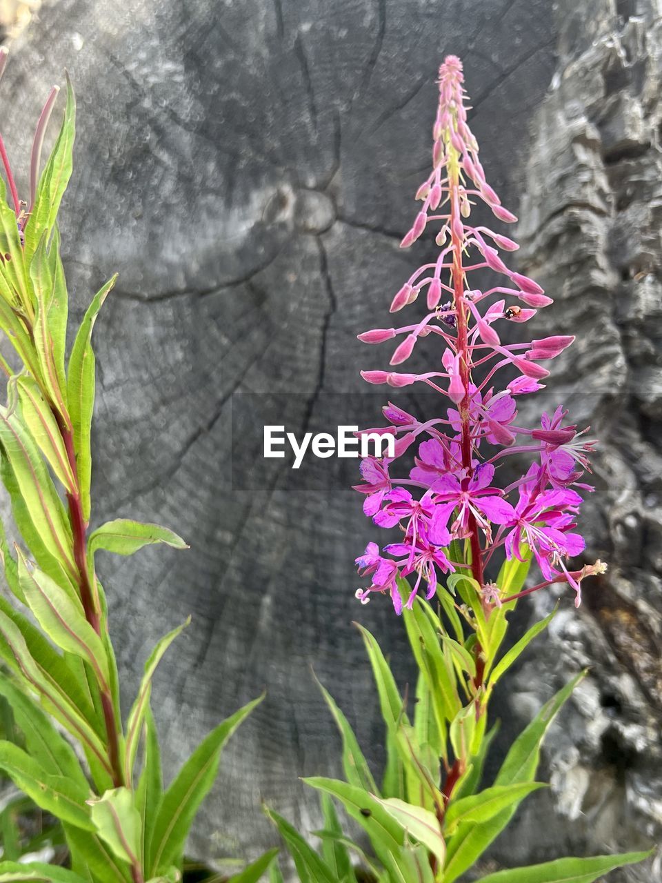 plant, growth, flower, nature, flowering plant, beauty in nature, plant part, leaf, close-up, no people, tree, freshness, fragility, day, focus on foreground, outdoors, botany, green, blossom, wildflower, land, pink, purple