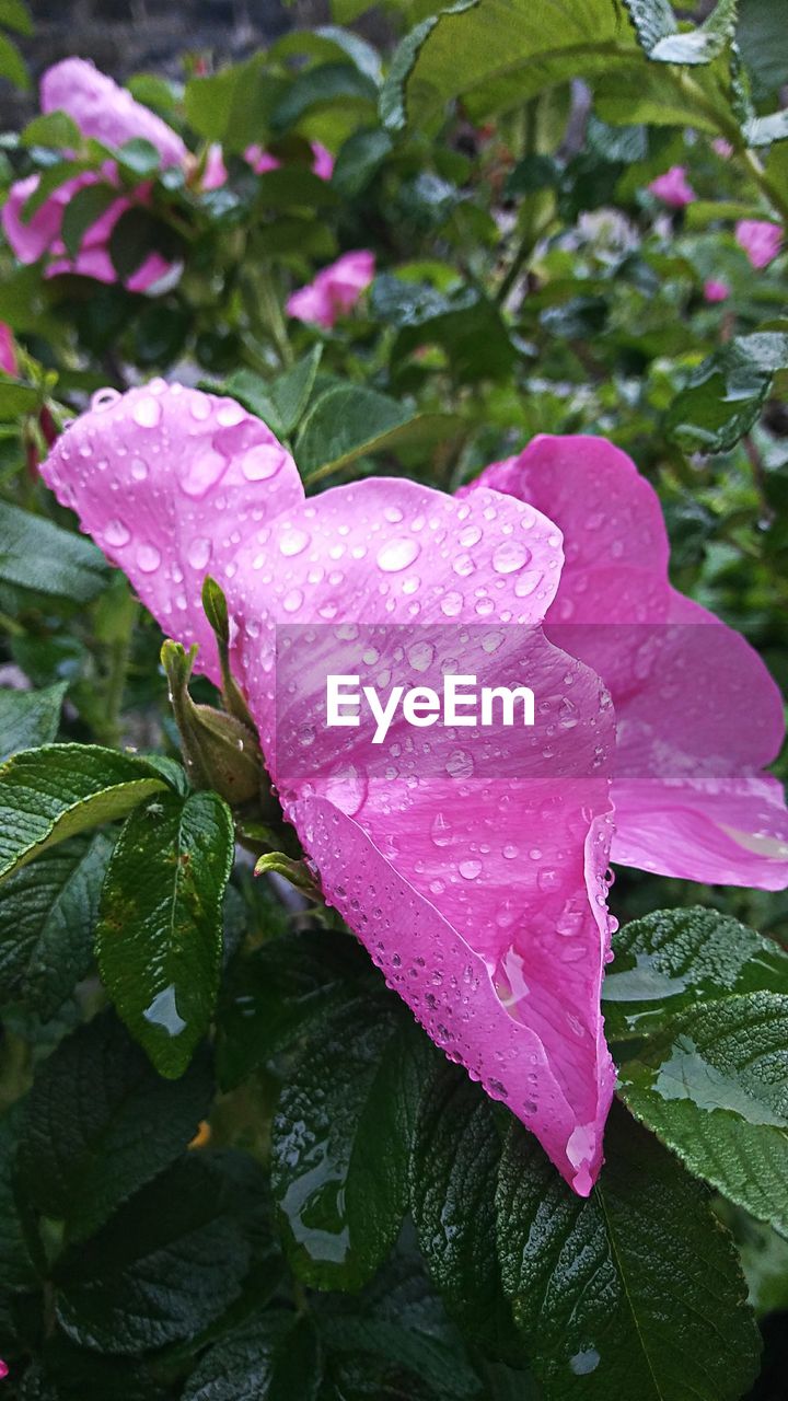 CLOSE-UP OF WET PINK ROSE FLOWER