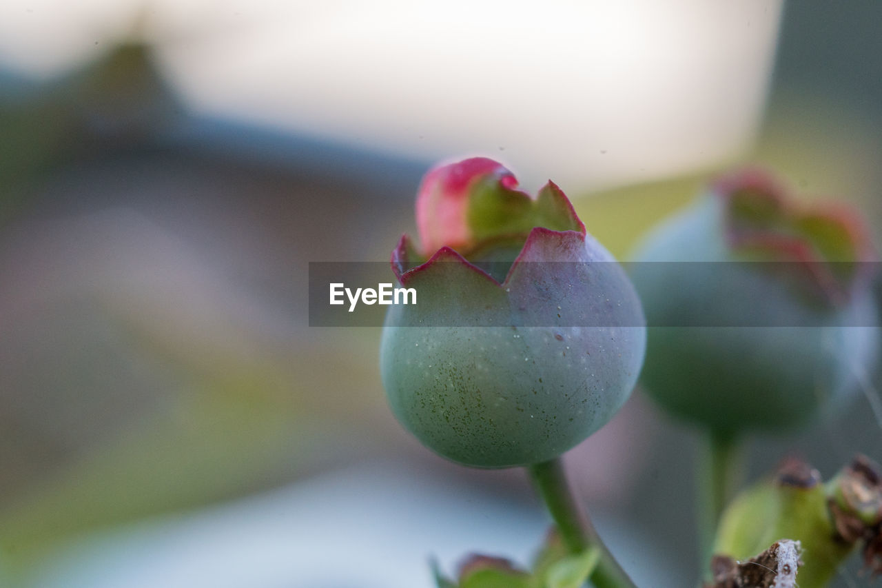 CLOSE-UP OF APPLES IN PLANT