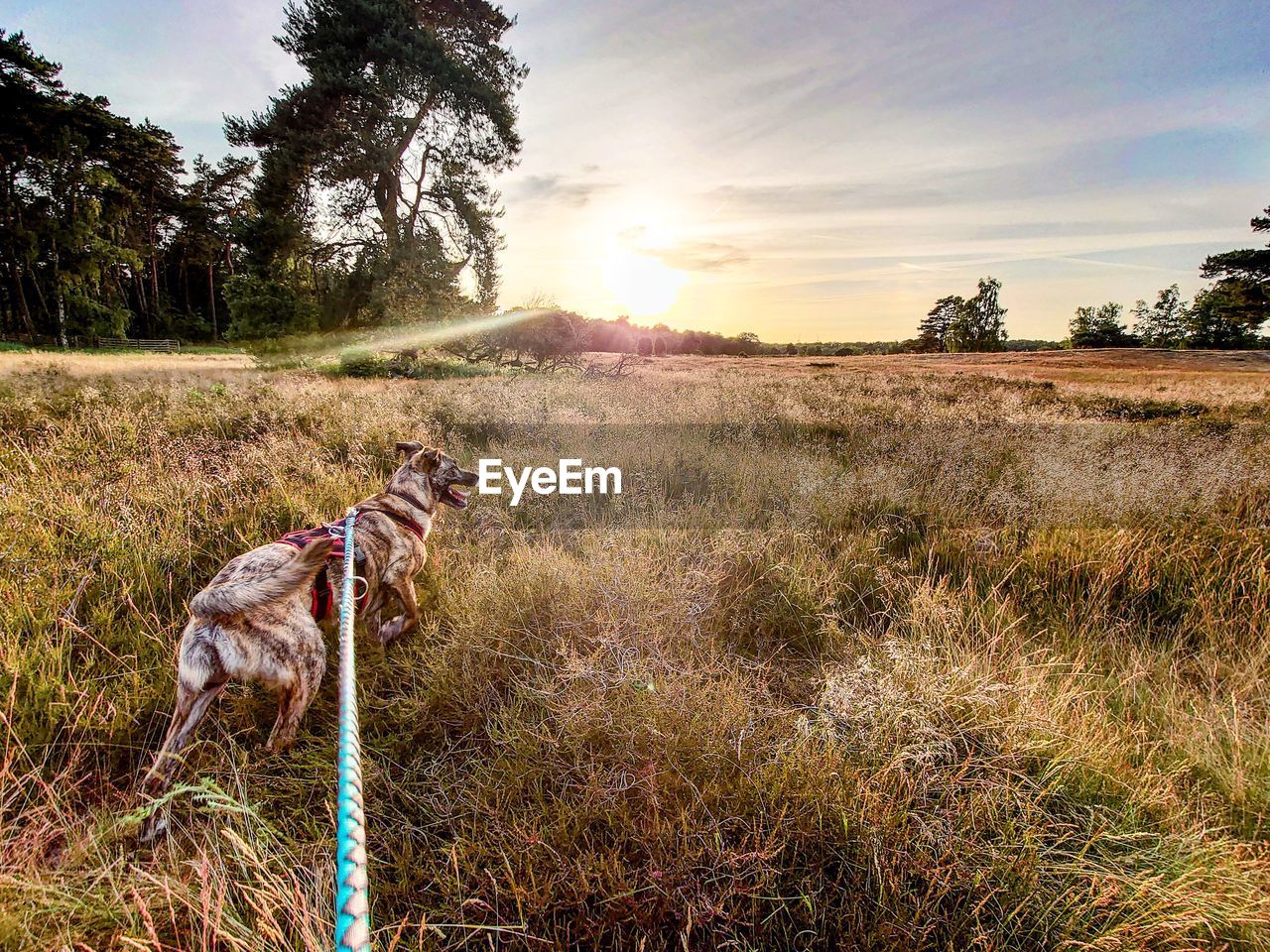 View of dog on field against sky during sunset