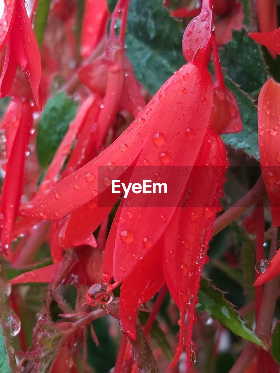 CLOSE-UP OF WATER DROPS ON PLANT