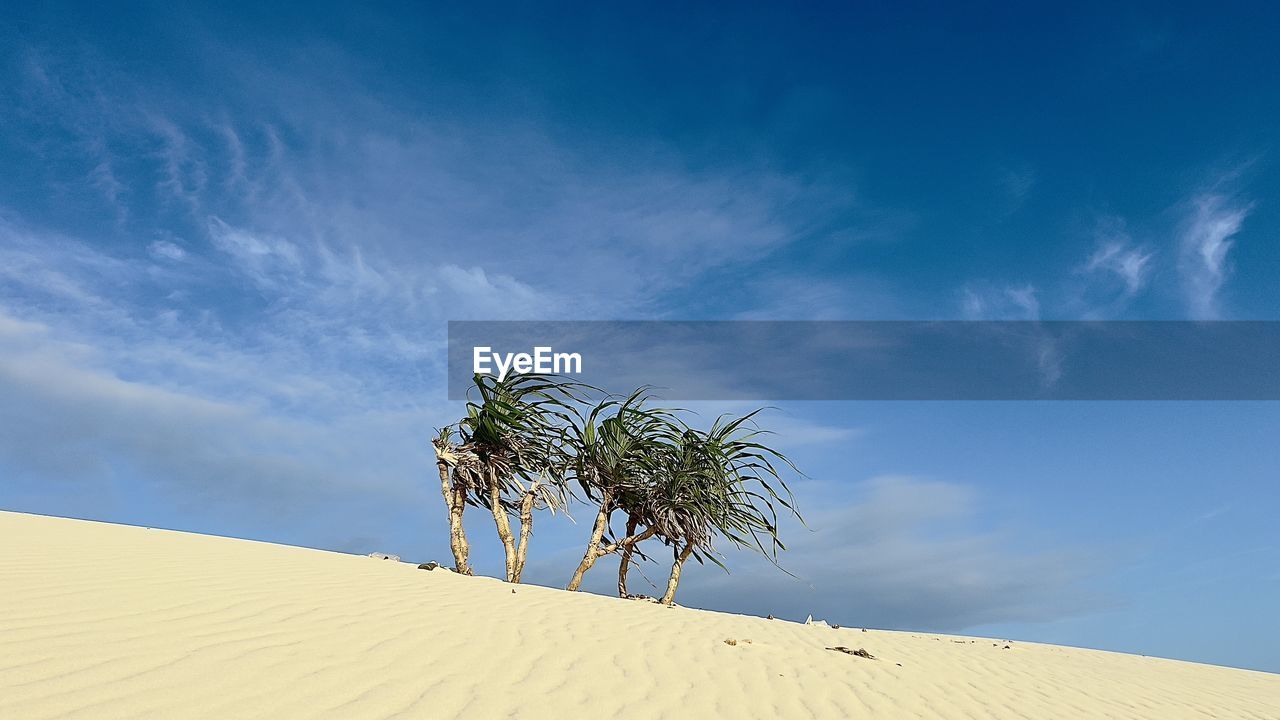 sky, land, sand, landscape, nature, sand dune, natural environment, cloud, desert, environment, scenics - nature, plant, blue, dune, tree, beauty in nature, climate, horizon, palm tree, singing sand, tropical climate, tranquility, no people, arid climate, day, outdoors, travel destinations, travel, tranquil scene, non-urban scene, erg, copy space, sunlight, heat, dry, remote