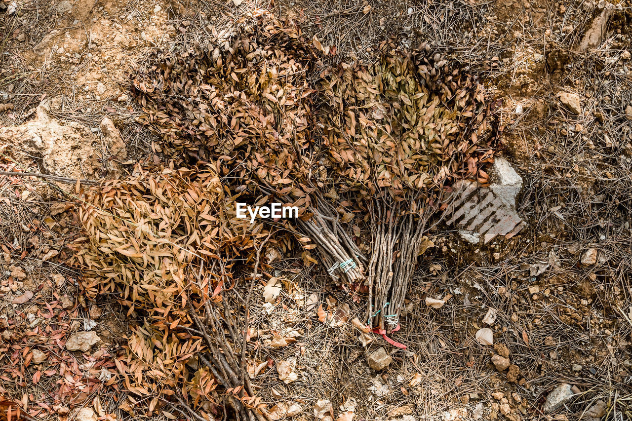 Close-up of plants