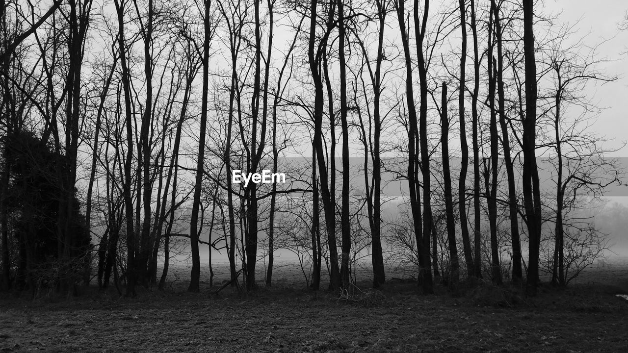 Bare trees on field in forest