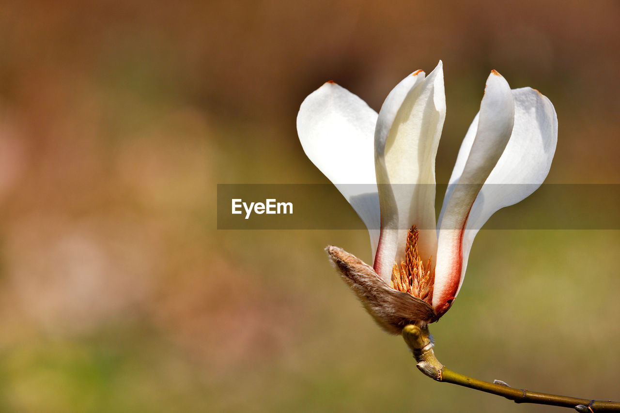 Big magnolia flower in spring garden close-up.