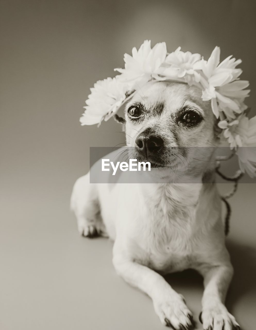 Portrait of chihuahua wearing flower against colored background