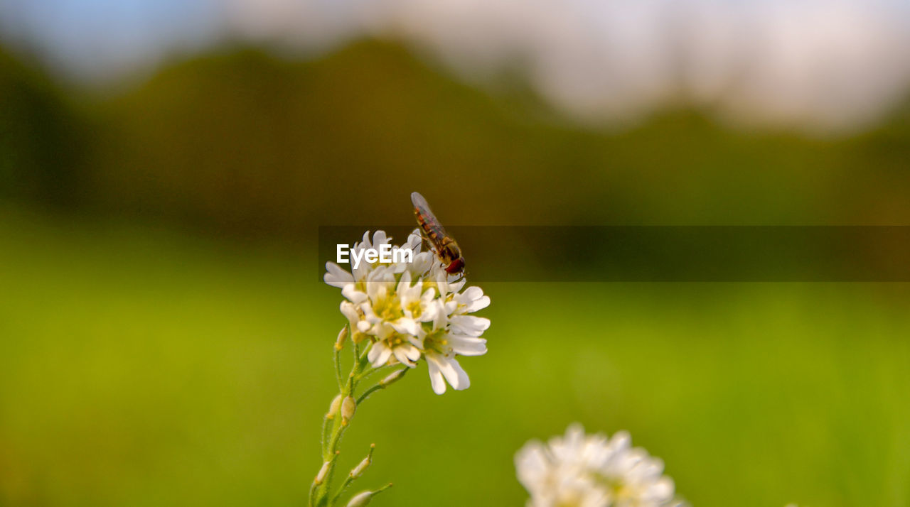 Close-up of bee pollinating on flower