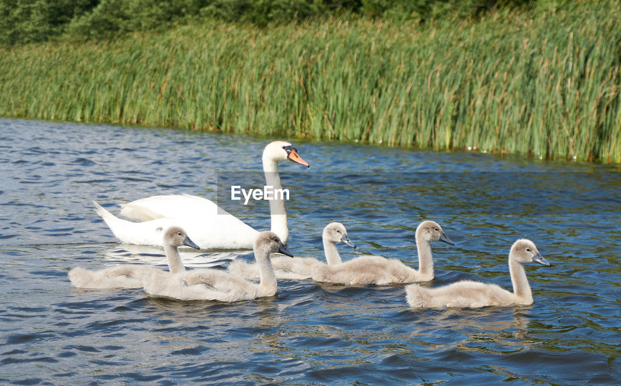 SWANS SWIMMING IN LAKE AGAINST PLANTS