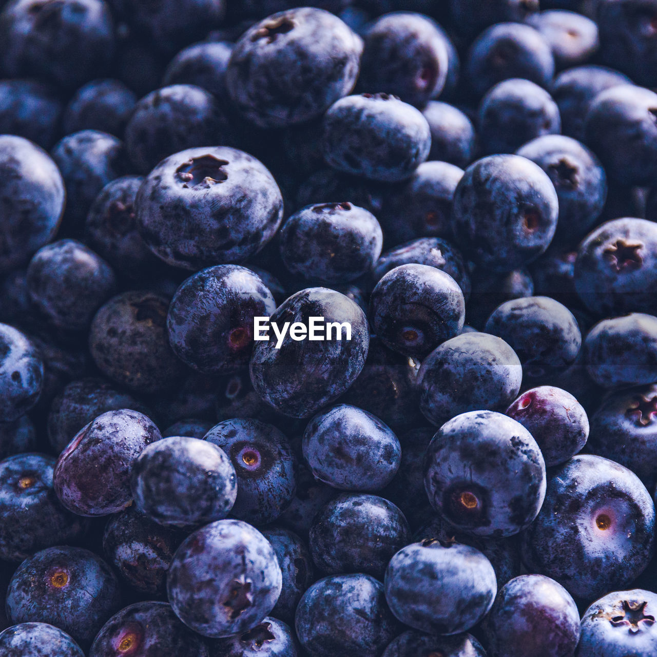 Surface is covered with a thick layer of blueberries. natural background. 
