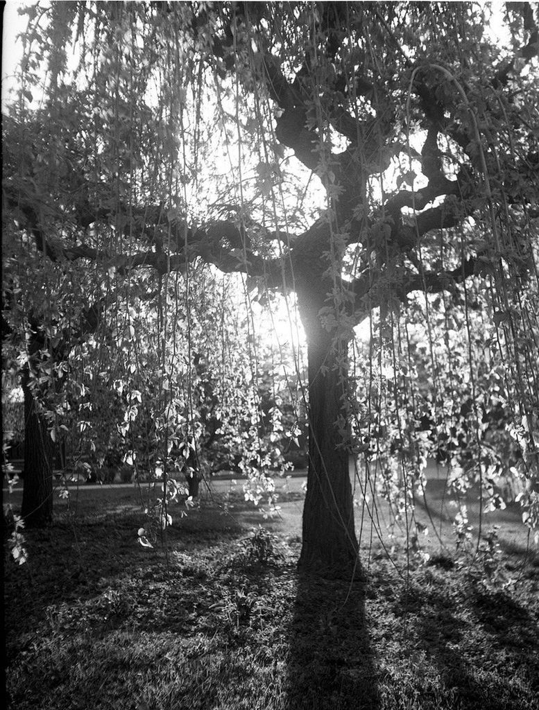 Tree growing in park