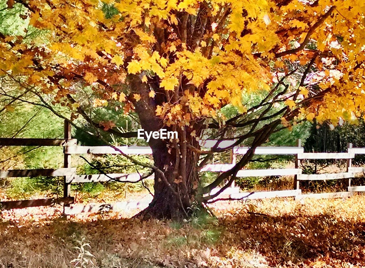 View of autumn tree in forest