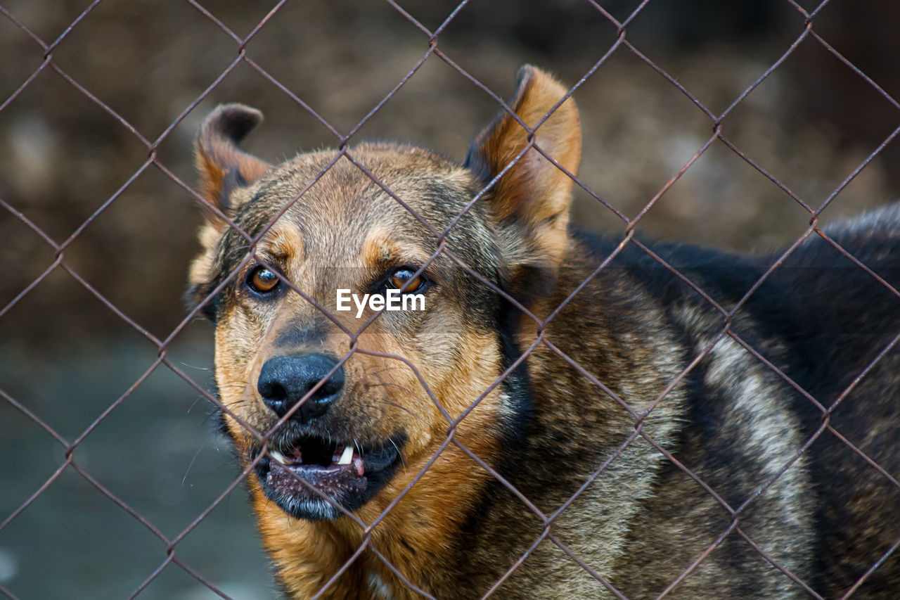 animal, animal themes, one animal, mammal, animal shelter, fence, dog, portrait, pet, chainlink fence, canine, animal body part, looking at camera, security, wildlife, animal wildlife, no people, protection, domestic animals, close-up, outdoors, cage