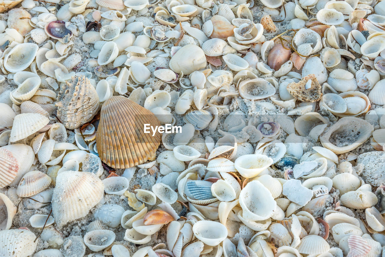 Full frame shot of seashells