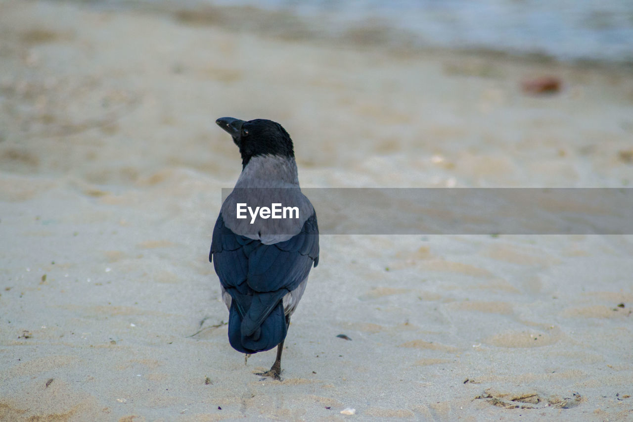 BLACK BIRD PERCHING ON A BEACH