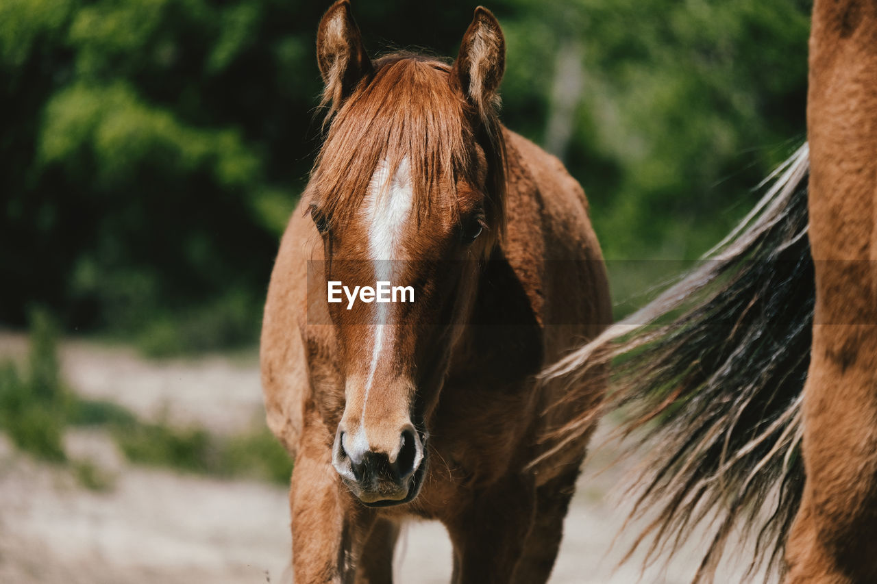 CLOSE-UP OF HORSE