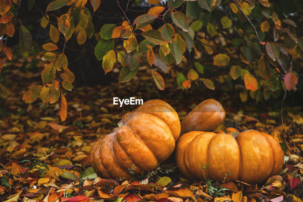 Close-up of pumpkins on autumn leaves