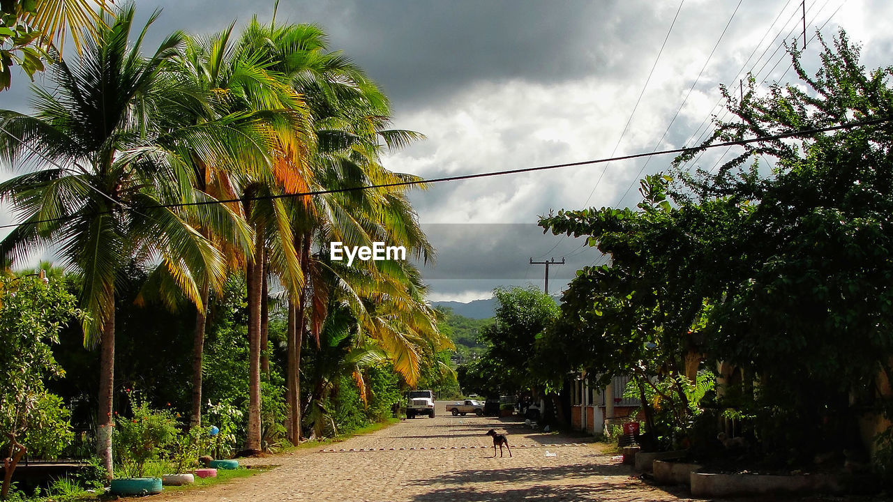 PALM TREES ON ROAD AGAINST SKY