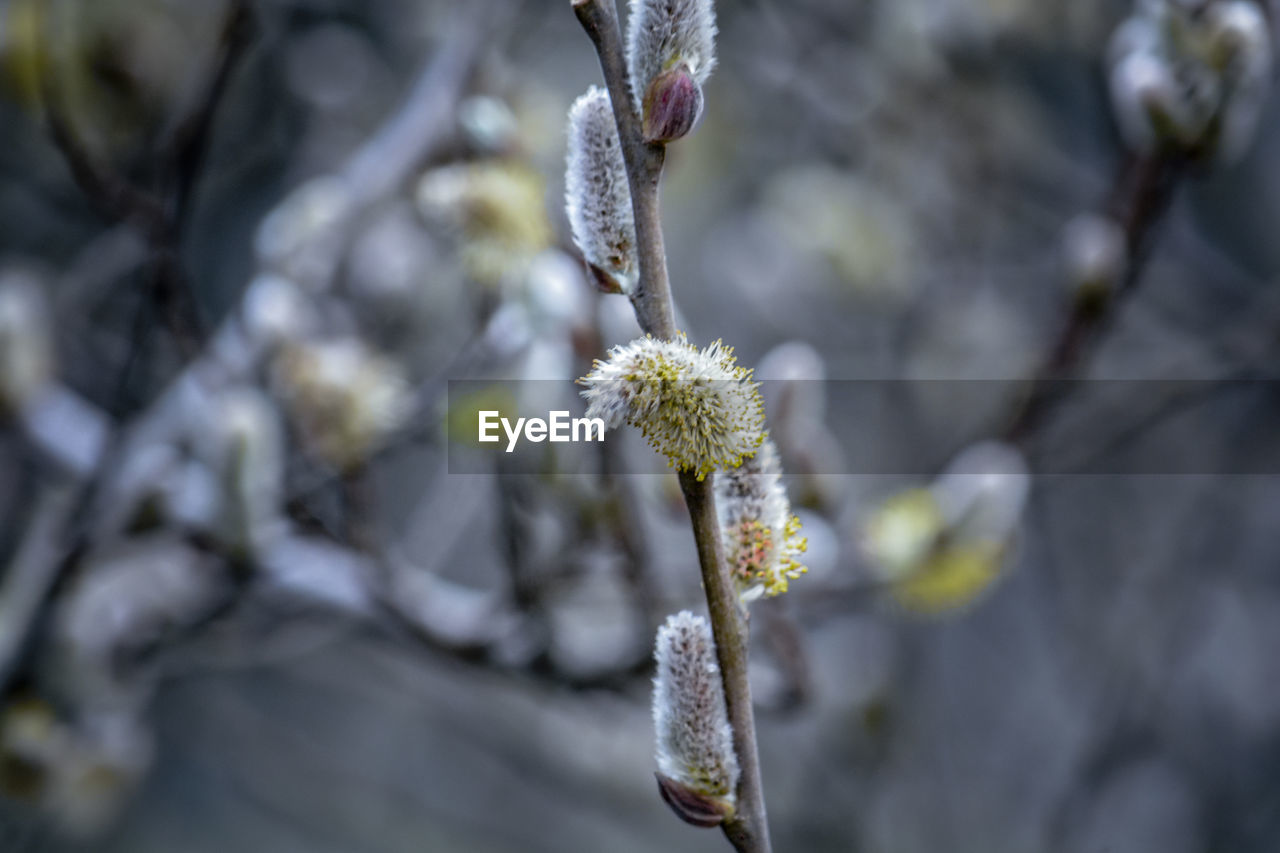 Close-up of white flowering plant