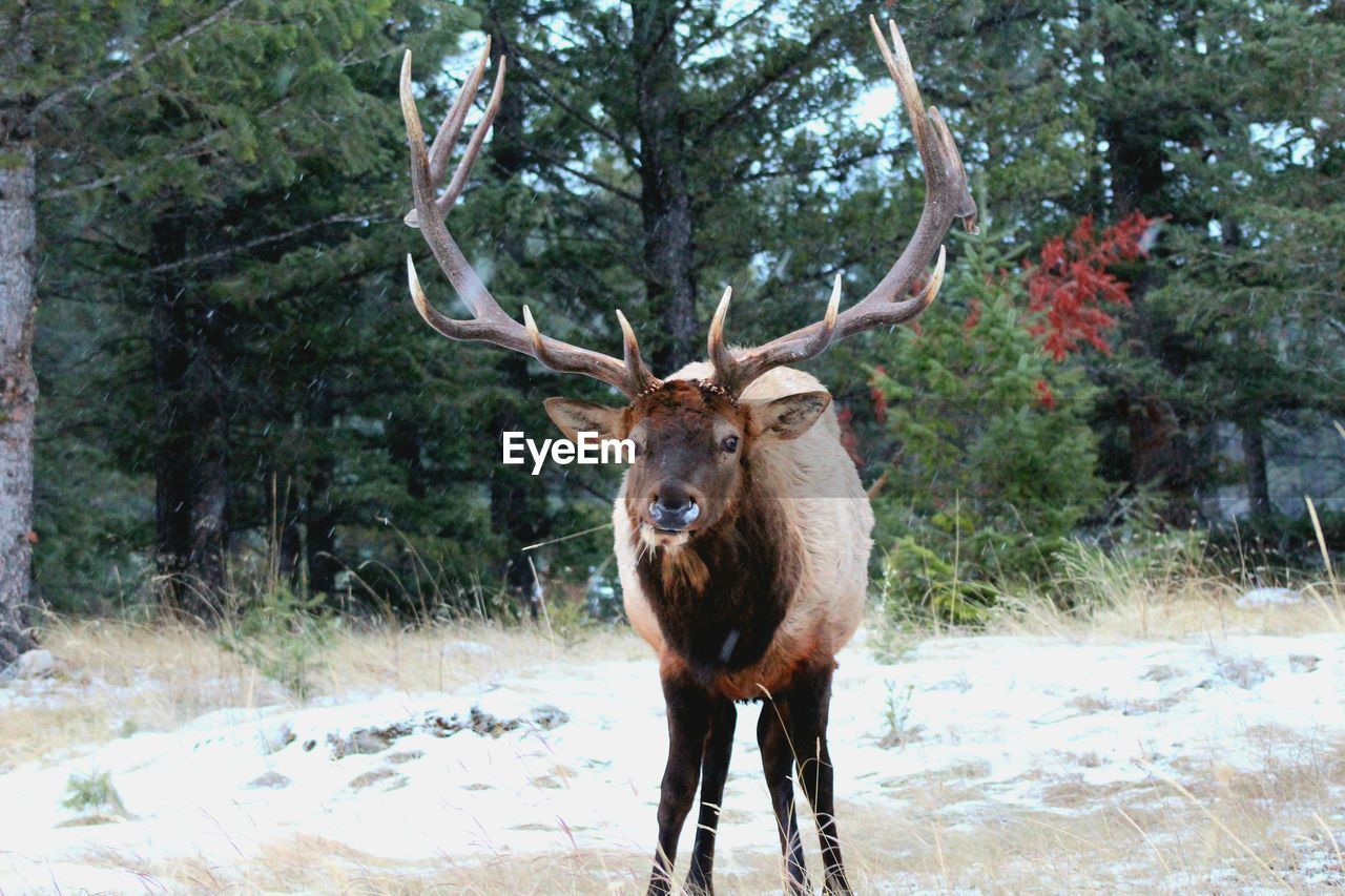 PORTRAIT OF DEER IN FOREST