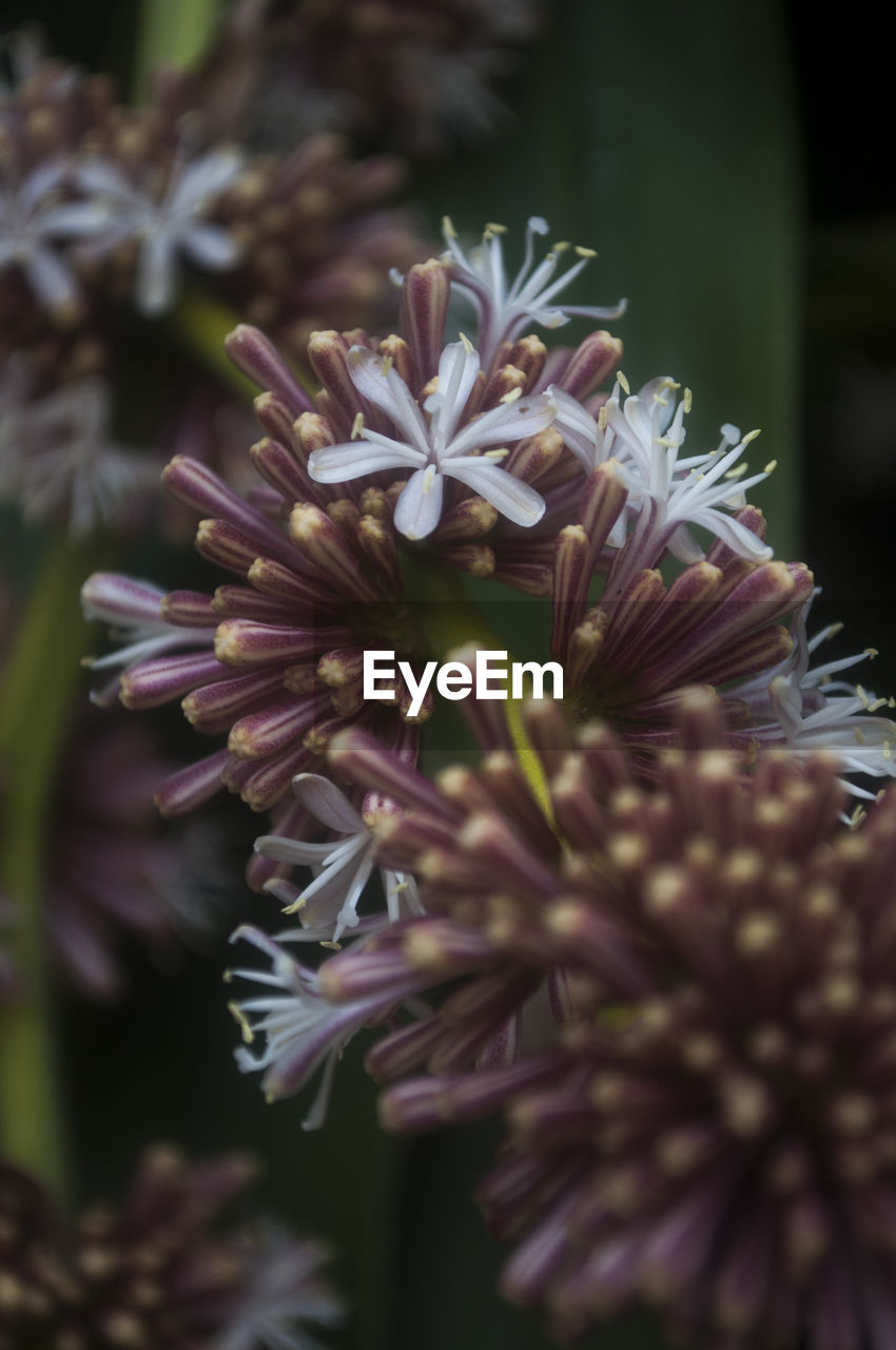 Close-up of maroon flowers blooming outdoors