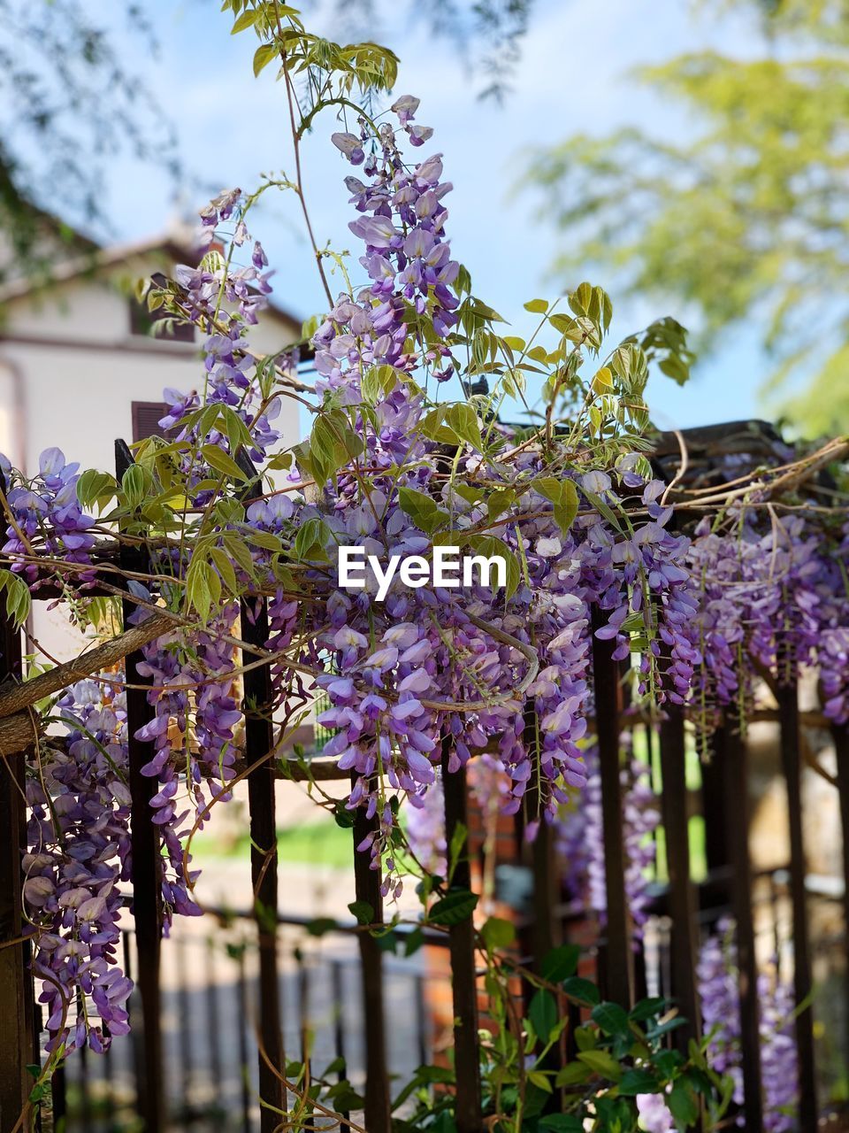 CLOSE-UP OF FRESH PURPLE FLOWERING PLANTS