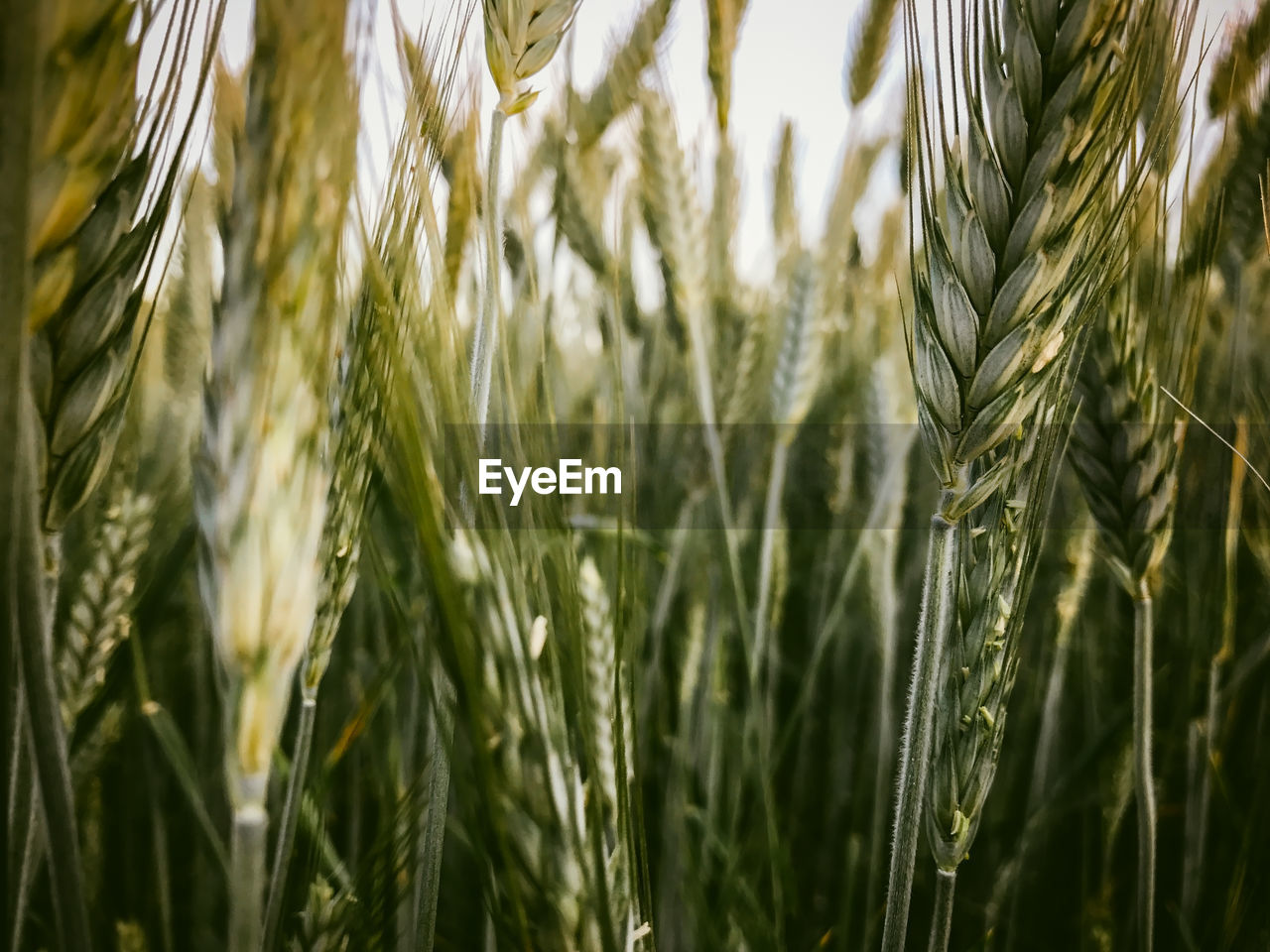 Close-up of wheat crops