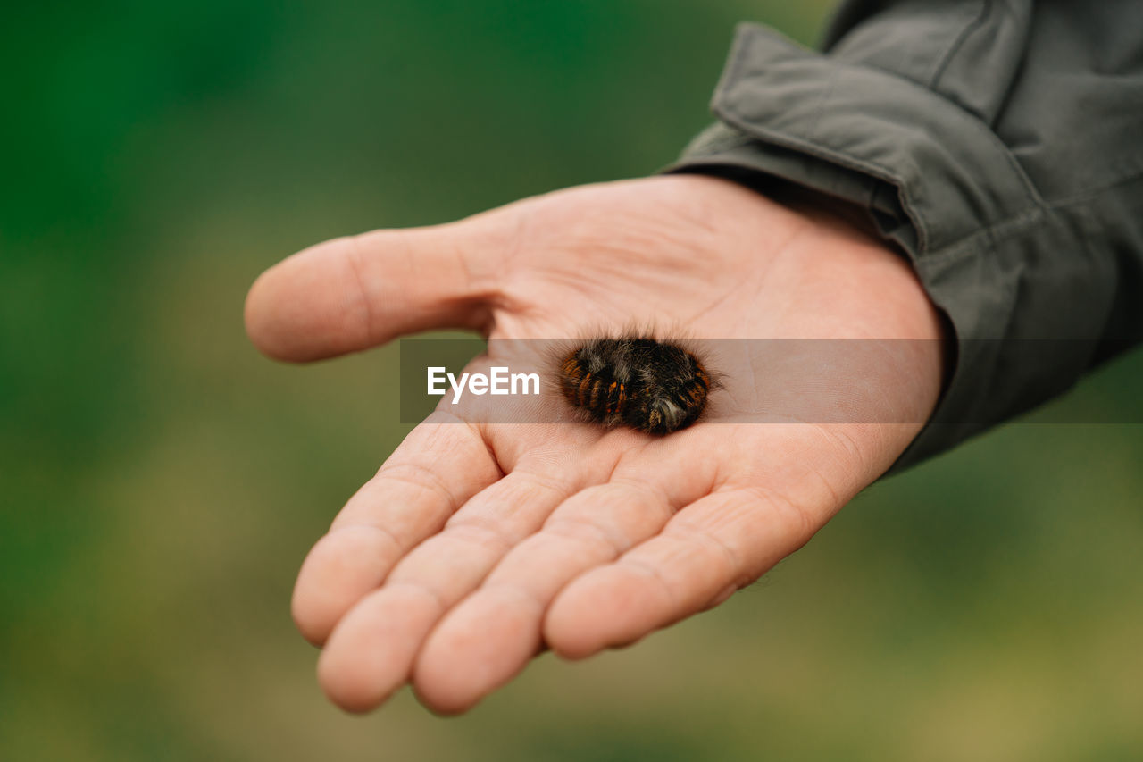 Close-up of hand holding caterpillar