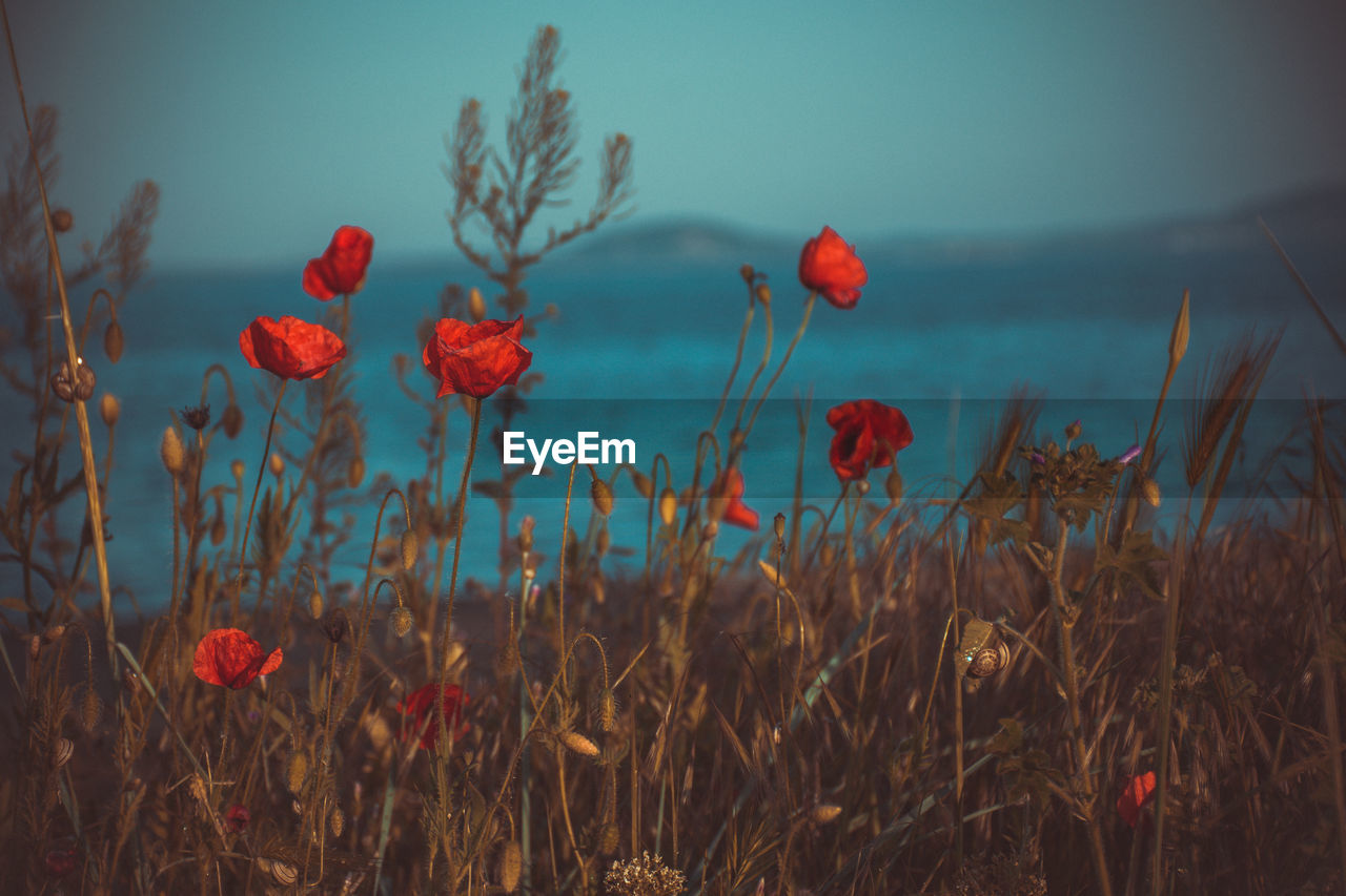 Red poppy flowers blooming on field