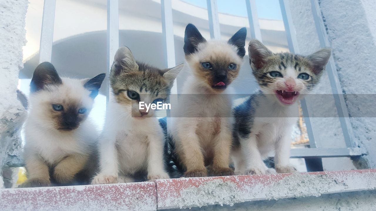 CLOSE-UP PORTRAIT OF KITTEN SITTING