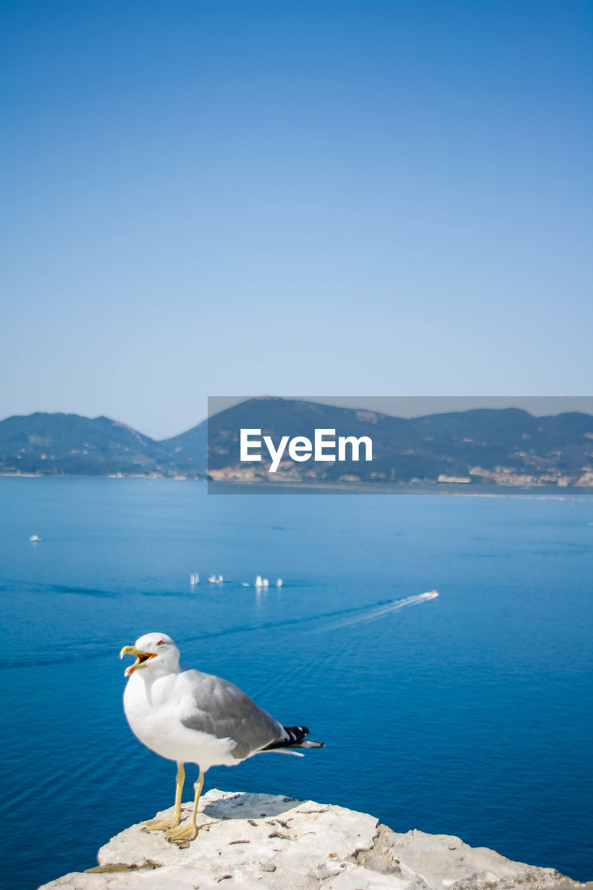 Seagulls on sea shore against clear blue sky