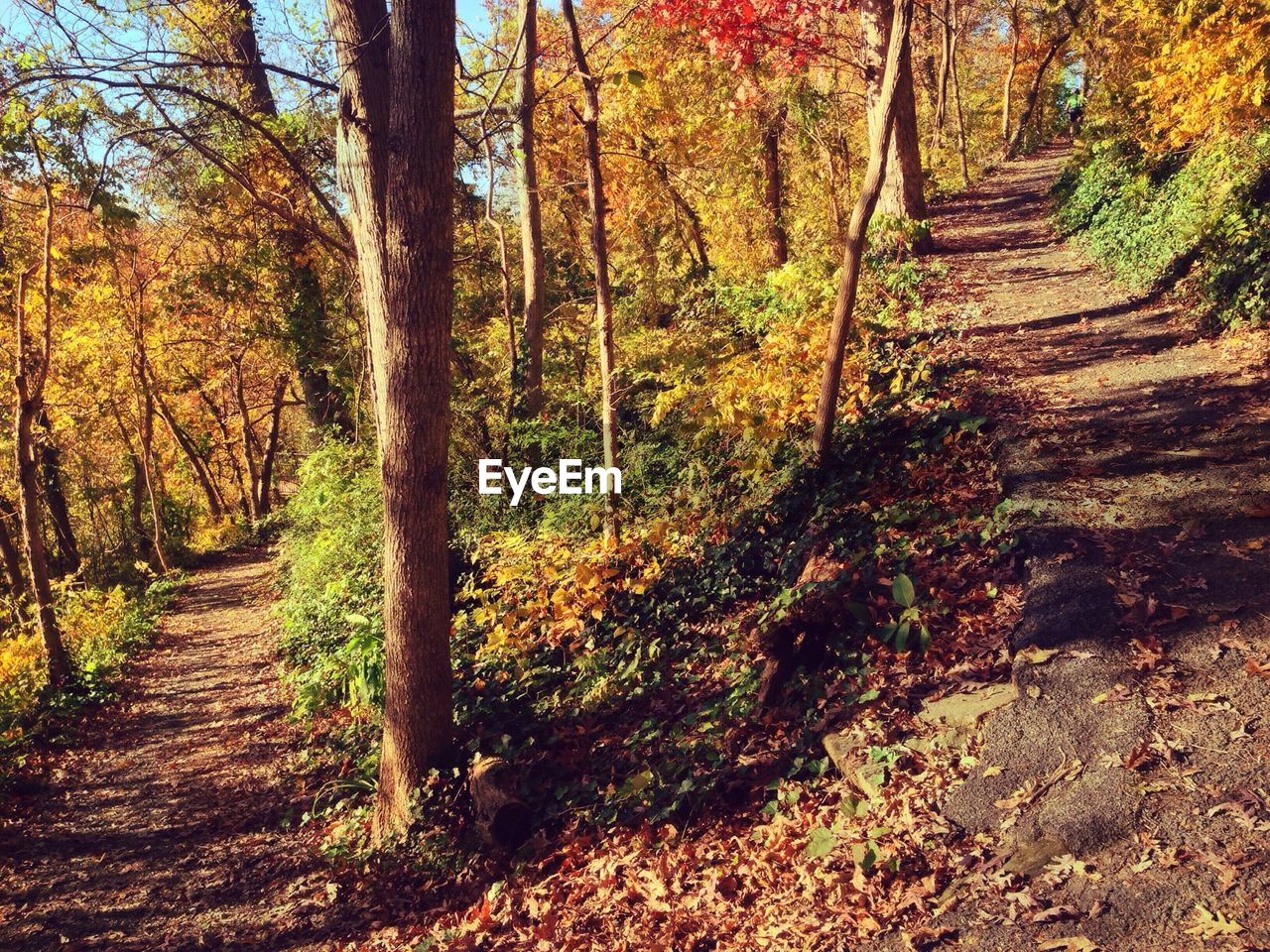 ROAD PASSING THROUGH FOREST