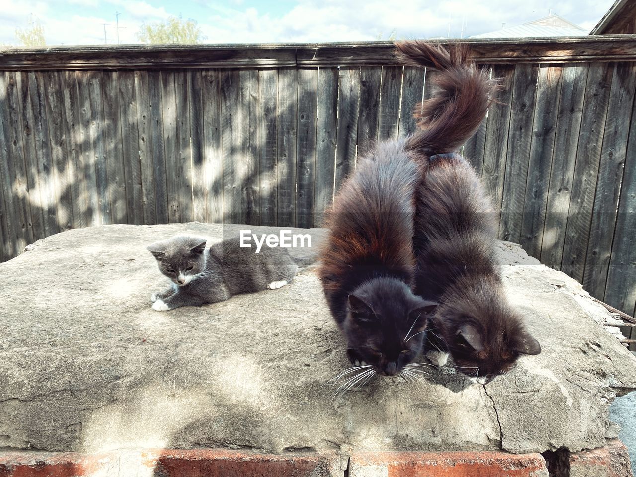 View of kittens relaxing outdoors