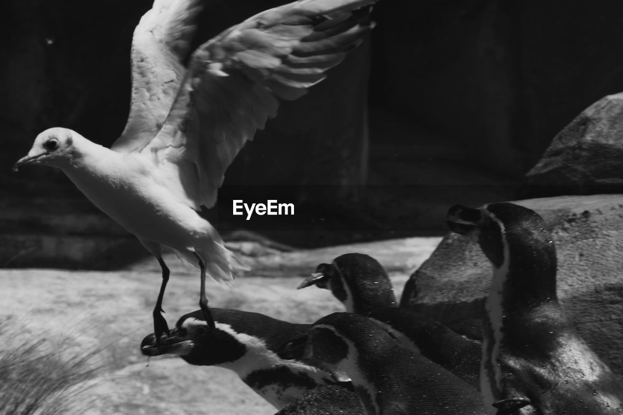 animal themes, animal, bird, animal wildlife, wildlife, black and white, monochrome, black, monochrome photography, one animal, flying, spread wings, nature, no people, white, animal body part, day, beak, outdoors